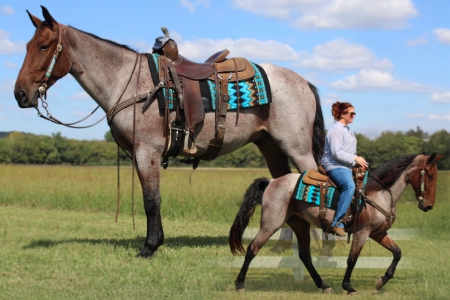 Bay Roan Racking Horse (RHBA) Gelding For Sale | Consigned to Thehorsbay.com, Racking Horse Gelding for sale in Tennessee
