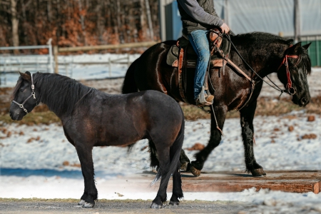 Black Friesian X Gelding For Sale | Consigned to Thehorsebay.com , Draft Gelding for sale in New York