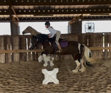 Gypsy Vanner Horse Black Tobiano Mare 14.1 Hands (Jubline), Gypsy Vanner Mare for sale in Kentucky