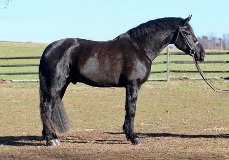 Friesian Horse Black Gelding 17.2 Hands (Justice), Arabo Friesian Gelding for sale in Tennessee