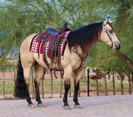 Quarter Horse Buckskin Gelding 14.3 Hands (Justin), American Quarter Horse Gelding for sale in Kentucky