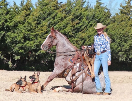 Quarter Horse Roan Gelding 15 Hands (Kingsley), American Quarter Horse Gelding for sale in Tennessee