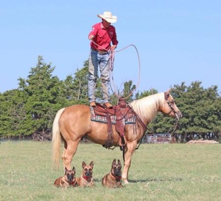 Quarter Horse Palomino Gelding 15.1 Hands (Legend), American Quarter Horse Gelding for sale in Kentucky