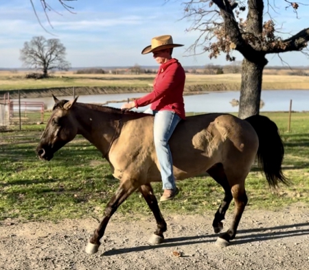 Grulla Missouri Foxtrotter Mare For Sale | Consigned to Thehorsebay.com, Missouri Fox Trotting Horse Mare for sale in Oklahoma