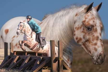 Leopard Appaloosa Gelding | Consigned to Thehorsbay.com, Appaloosa Gelding for sale in Missouri