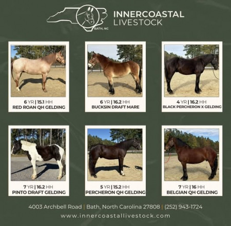 Horses For Sale, Other Gelding for sale in North Carolina