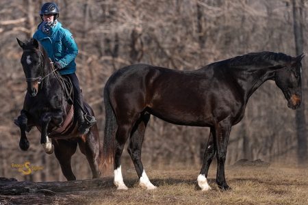 Holstiener (Warmblood) Gelding For Sale | Consigned to Thehorsebay.com, Holsteiner Gelding for sale in Missouri
