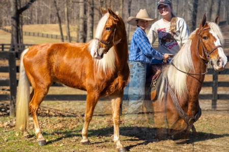 Tennessee Walking (TWHBEA) Gelding For Sale | Consigned to Thehorsebay.com, Tennessee Walking Horses Gelding for sale in Kentucky