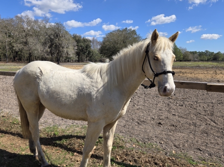 COOL KID CASH, American Quarter Horse Colt for sale in Florida