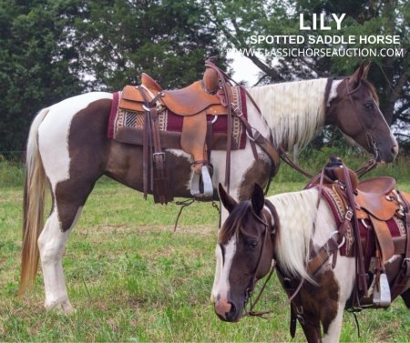 Lily, Spotted Saddle Mare for sale in Kentucky