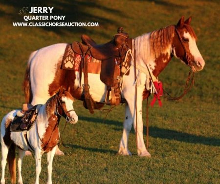 JERRY, Quarter Pony Gelding for sale in Texas