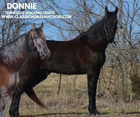 DONNIE, Tennessee Walking Horses Gelding for sale in Kentucky