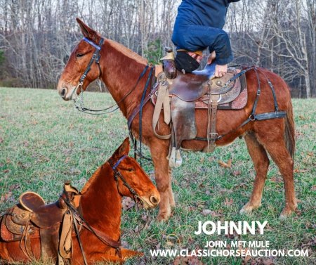 JOHNNY, Mule Gelding for sale in Kentucky