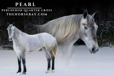 Percheron Quarter X Mare, Percheron Mare for sale in Kentucky