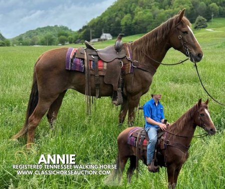 ANNIE , Tennessee Walking Horses Mare for sale in Kentucky