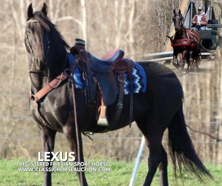 LEXUS, Draft Mare for sale in Michigan
