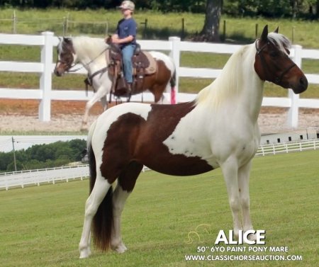 ALICE, Ponies Mare for sale in Tennessee