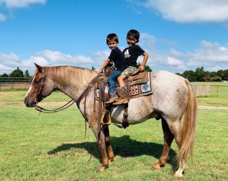 Quarter Horse Red Roan Gelding 14.3 Hands (Andy), American Quarter Horse Gelding for sale in Kentucky