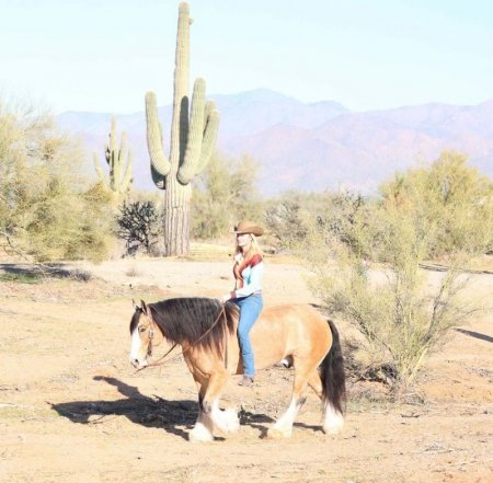 Gypsy Vanner Buckskin Gelding 14.3 Hands (April), Gypsy Vanner Gelding for sale in Kentucky