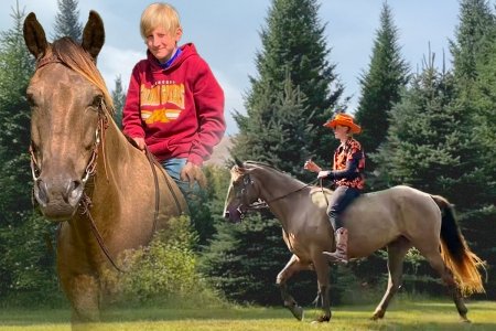 Registered Rocky Mountain Gelding (RMHA), Rocky Mountain Gelding for sale in Wisconsin