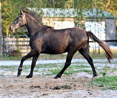 Noella, Lipizzan Mare for sale in Connecticut