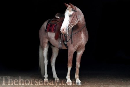 Sweet Strawberry Sensation, Missouri Fox Trotting Horse Gelding for sale in Missouri
