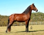 Dakota Cash, Tennessee Walking Horses Stallion at Stud in Tennessee