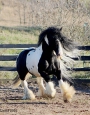 Lazarus - 15.2 Hand Hairy Homozygous Tobiano & Black Gypsy Stallion, Gypsy Vanner Stallion at Stud in Minnesota