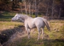 Valjet - Fewspot Appaloosa Stallion, Appaloosa Stallion at Stud in Minnesota