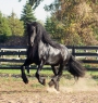 Martzen - 17.2H Friesian Stallion, Warmbloods (All) Stallion at Stud in Minnesota