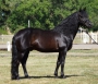 Gladheart Black Harrs, Morgan Stallion at Stud in Oregon