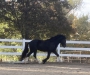 Warrior, Gypsy Vanner Stallion at Stud in California
