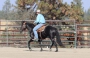BCA Zamos Replica, Appaloosa Stallion at Stud in Washington