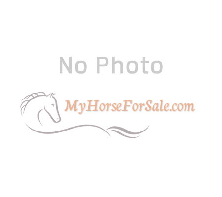 Charlotte , Thoroughbred Mare for sale in Connecticut
