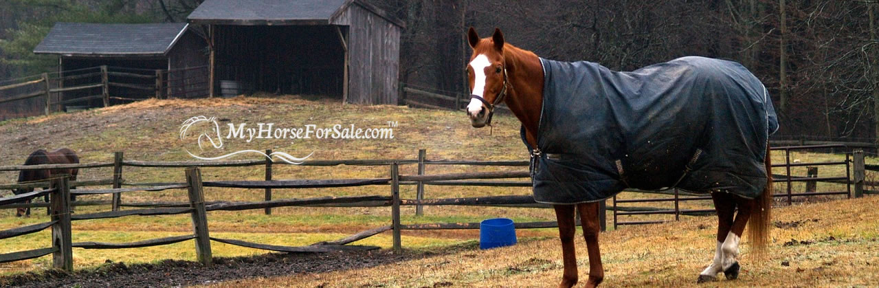 Should You Blanket Your Horses In Winter?