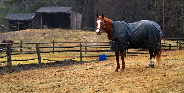 Should You Blanket Your Horses In Winter?