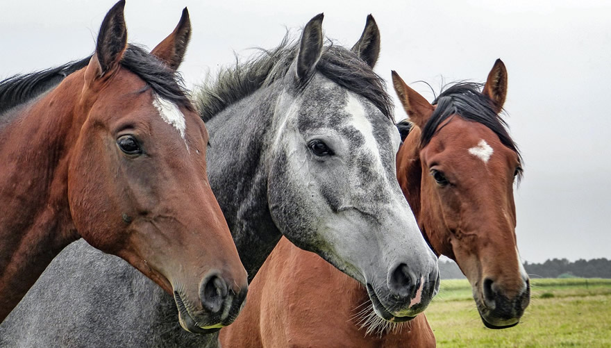 Horse Temperament And Temperament Scale Explained