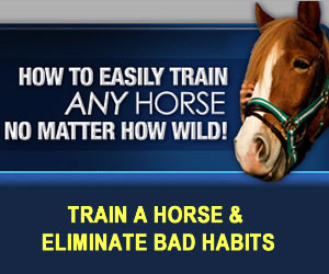 Michigan'S Ultimate Guide To Free Horses For Sale - tj3x5ce