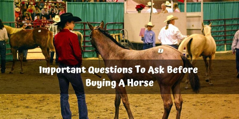 12 Important Questions To Ask Before Buying A Horse