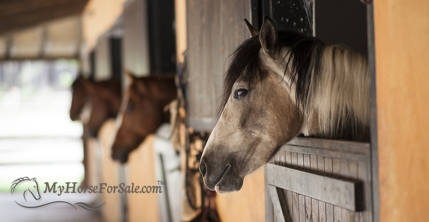 Horse Boarding Facilities: All You Need To Know