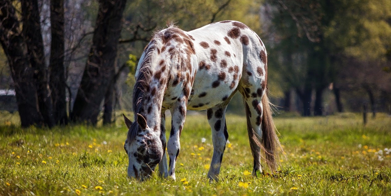 Things You Did Not Know About the Appaloosa - Welcome to Horse Properties  Blog