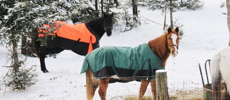 10 Ways To Care For Your Horse In Winter