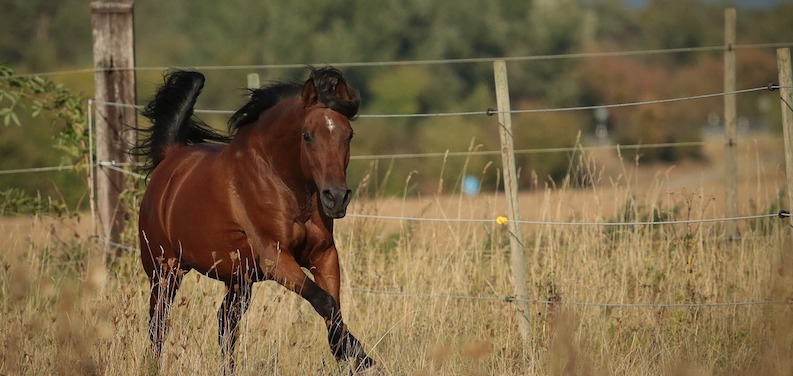 12 Little Known Facts About Arabian Horses