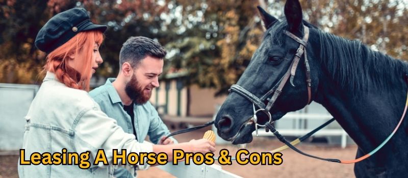 Leasing A Horse Pros And Cons