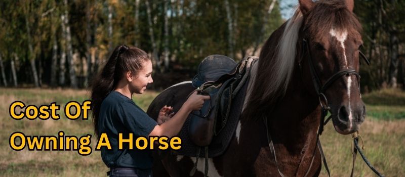 The Cost of Owning a Horse: Understanding the Expenses