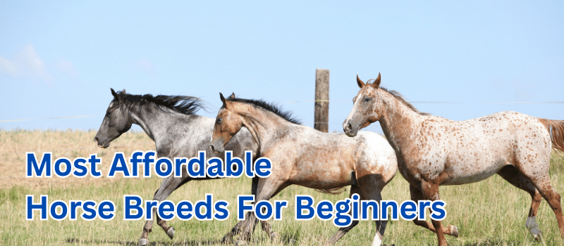 7 Most Affordable Horse Breeds For Beginners