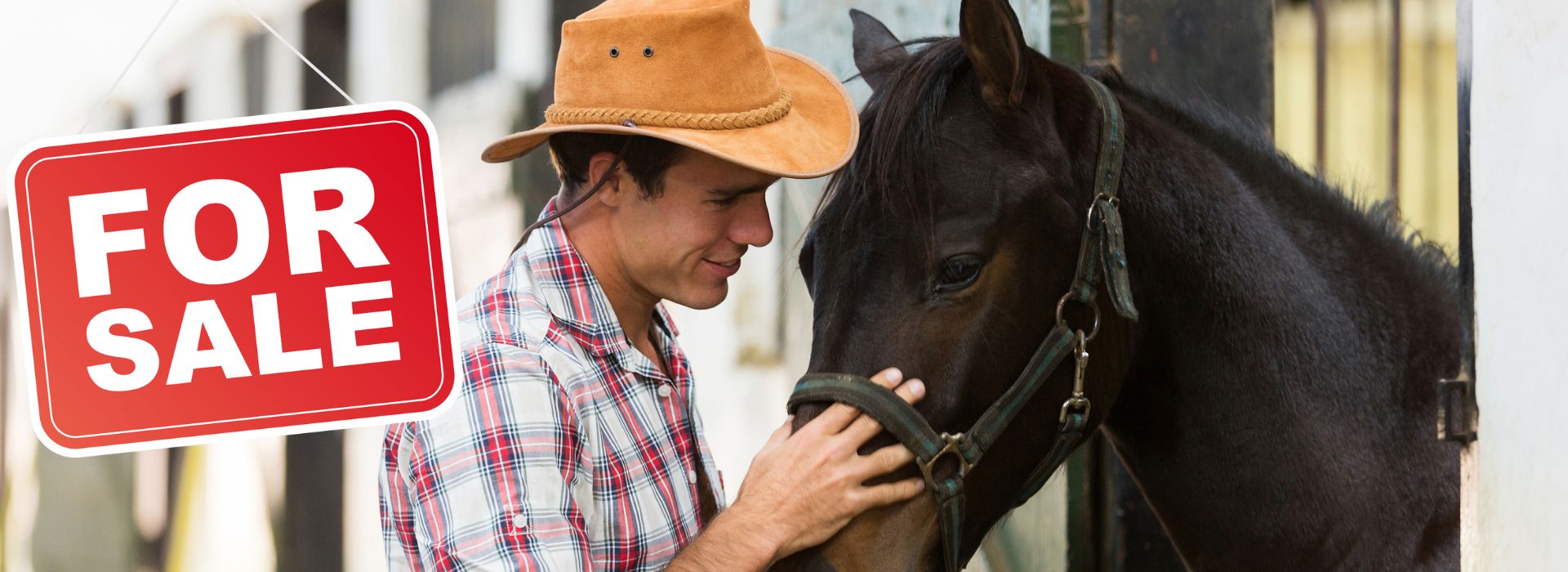 What Buyers Look for in a Horse for Sale Ad: Tips to Attract Serious Interest